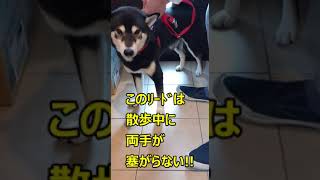 【黒柴】【ﾊｰﾈｽ】【ﾘｰﾄﾞ】両手が塞がらない愛犬のﾘｰﾄﾞを紹介#shorts