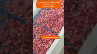 How to Make Frozen Pomegranate Aril Seed for High Quality