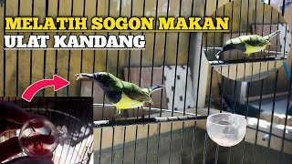 mudah broo ❗️sogon gak doyan ulat kandang ❓️coba pake cara ini ❗️