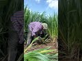 how to cut smart napier grass