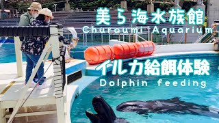 【カワイイ動物】美ら海水族館/イルカ/エサやり/旅行したよ！★[Cute animals] Churaumi Aquarium / Dolphin / Feeding / Traveled!