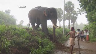 പാലക്കാട് മലമ്പുഴയിൽ ജനവാസ മേഖലയിൽ ഇറങ്ങുന്ന കാട്ടാനകളെ ഓടിക്കാൻ കുങ്കി ആനകൾ എത്തി