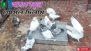 আজ কবুতর গুলা গোসল দিলাম | kobutor ki gosol | #pigeon