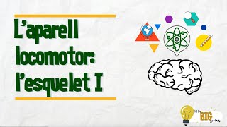 L'aparell locomotor: l'esquelet I - Little Big Genius