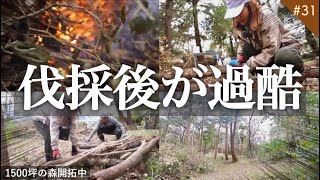 【伐採】倒木が大量😱過酷なことに…体力の限界⚡️1500坪の森開拓プロジェクト  Vol.31