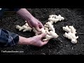 how to easily plant ginger all over your garden sun moisture depth fertilizing spacing u0026 more