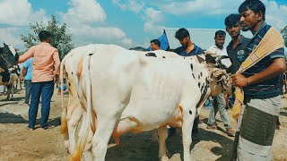 @আজ ২৮ নভেম্বর ২৪ | বাচ্চাসহ ফ্রিজিয়ান এবং কিছু গাভিন গরুর দাম | রানীগঞ্জ হাট | দিনাজপুর