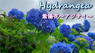 Hydrangea 紫陽花～アジサイ～ 2022