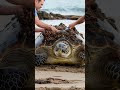 removing barnacles from sea turtle 🐢 turtle rescue