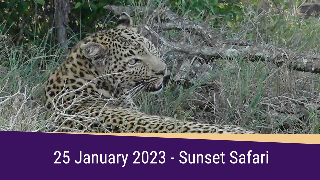 Safarilive Sunset Highlights 25 January 2023 Youtube