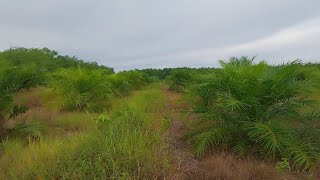 perkebunan kelapa sawit kalimantan