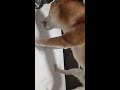 柴犬　 睦　ここ掘れワンワン