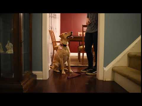Service Dog in Training Service Dog in Training
