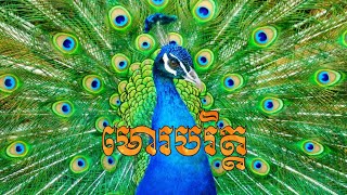 មោរបរិត្ត