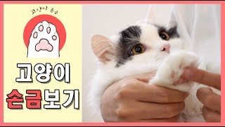 고양이 손금 보는 법! - 핑크젤리로 보는 고양이 성격