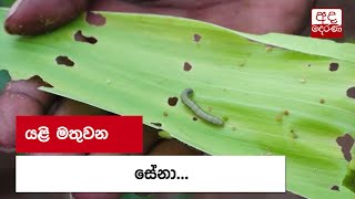 යළි මතුවන සේනා...