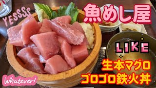 魚めし屋・生本まぐろゴロゴロ丼（小山市）