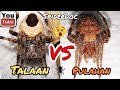 TALAAN vs PULAHAN. GENSAN LINES. Na EPIC COMEBACK. SPIDER FIGHT.