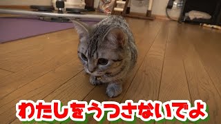 【子猫】カメラを向けるとじゃれる猫がかわいい！　【スコティッシュフォールド】【猫・子猫・仔猫・ネコ・ねこちゃん】