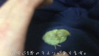 姫ウズラ  生後3日目  カニちゃんの特徴♪