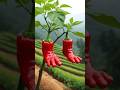 #shorts #youtubeshorts #Mita'sgardeningtrick #Rijusahai@gardeningtrick