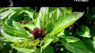 يد الابداع - تفوح روائح الريحان - العفاسي