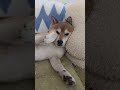 何？ 笑 その構えは😲😂 ドッグ いぬ 犬 変顔 構え 笑 おもしろ animal dog