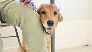 ママに怒られるとパパの後ろに隠れて人間の子供みたいな反応をする犬...笑【＃ゴールデンレトリバー #ボーダーコリー】