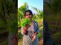 purple🥕black🥕red🥕రంగురంగుల క్యారెట్ నారు planting agriculture youtube carrots