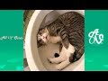 Try Not To Laugh Watching Funny Animals Compilation | Funniest Animals Vines 2019