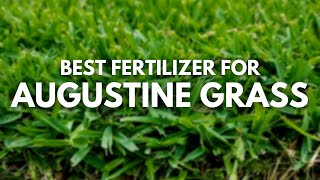 Best Fertilizer For St. Augustine Grass - Always Glowing