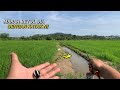 Casting Haruan Di Tali Air Sawah Padi Guna Soft Frog 4cm