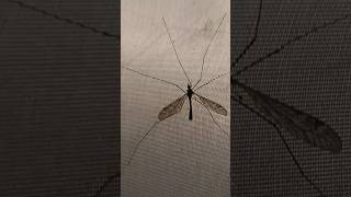 very big and dangerous mosquito 🦟 in silong velley Himachal ਖ਼ਤਰਨਾਕ ਮੱਛਰ ਹਿਮਾਚਲ ਚ#mosquito #himachal