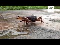 mengapa kepiting jalan menyamping