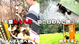 【犬連れ旅行千葉九十九里観光】日帰りドギーズアイランド!お食事あり!日吉神社も行ったよ!一泊二日九十九里旅3/3関東犬旅Vlog 旅するペットショップの売れ残りと元保護犬