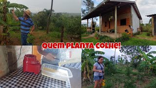 Vida simples, Passando calda bordaleza nas frutíferas, dicas mousse de maracujá, muita fartura!