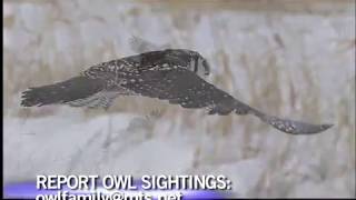 Hawk Owl Banding With Jim Duncan