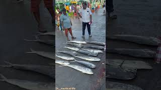 പാലാമീൻ ലേലം #fishing #fish #ship #beach #kadalrasa #sea #travel