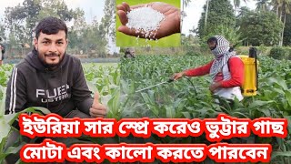 ভুট্টার গাছ মোটা এবং কালো করার সব চেয়ে সহজ পদ্ধতি। সরাসরি কৃষকের কাছেই শুনুন অভিজ্ঞতা।