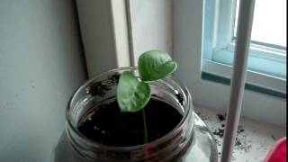 Growing Fruit Trees Indoors (Clementine)