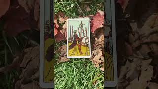 Sagittarius daily reading! #sagittariustoday #tarotwithmaggie