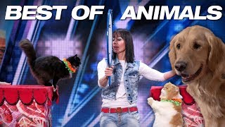 Singing Dogs! Cat Tricks! Animal Noises From A Human! - America's Got Talent 2018