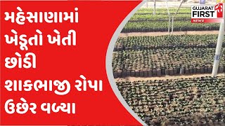 Mehsana માં ખેડૂતો ખેતી છોડી શાકભાજી રોપા ઉછેર વળ્યા | Gujarat First