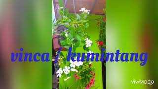 Vinca / kumintang..... How to grow seeds of vinca