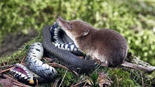 This little Monster even eats SNAKES and Scorpions! The Shrew is in action!