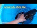 Cá Trê Nấu Cháo Bầu Và Con Sóc Thích Ăn Thịt Hơn Chuối ☆ Góc Chia Sẻ