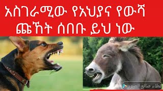 አስገራሚው የአህያና የውሻ ጩኸት ሰበቡ ይህ ነው