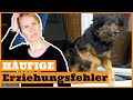 3 häufige Fehler in der Hundeerziehung vermeiden I Gründe warum das Hundetraining nicht funktioniert