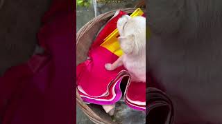 挑战流浪第19天，小布，我们向着温暖的地方出发！#jk #dog #food #love #shorts