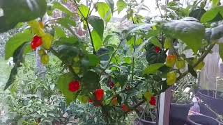 শীতকালে নাগা মরিচ গাছের পরিচর্যা পদ্ধতি/Saving chilli plants